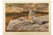 Anthony Gibbs 1989 Quizzical Quadruped unframed print – price £125