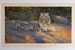 Anthony Gibbs 1990 Great White Tiger unframed print – price £165