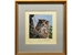 Anthony Gibbs 1991 Five faces of India Bengal Eagle Owl framed print – price all 5 of £135