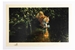 David Shepherd 1989 Burning Bright unframed print – price £265
