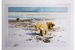 David Shepherd 1989 Lone Wanders of the Artic unframed print – price £250