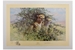 David Shepherd 1990 Cheetah unframed print – price £95