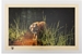 David Shepherd 1990 Jungle Gentleman unframed print – price £125