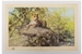 David Shepherd 1990 The Sentinel unframed print – price £115
