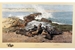 David Shepherd 1991 Elephant Seals unframed print – price £105