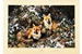 David Shepherd 1991 Winter Foxes unframed print – price £115