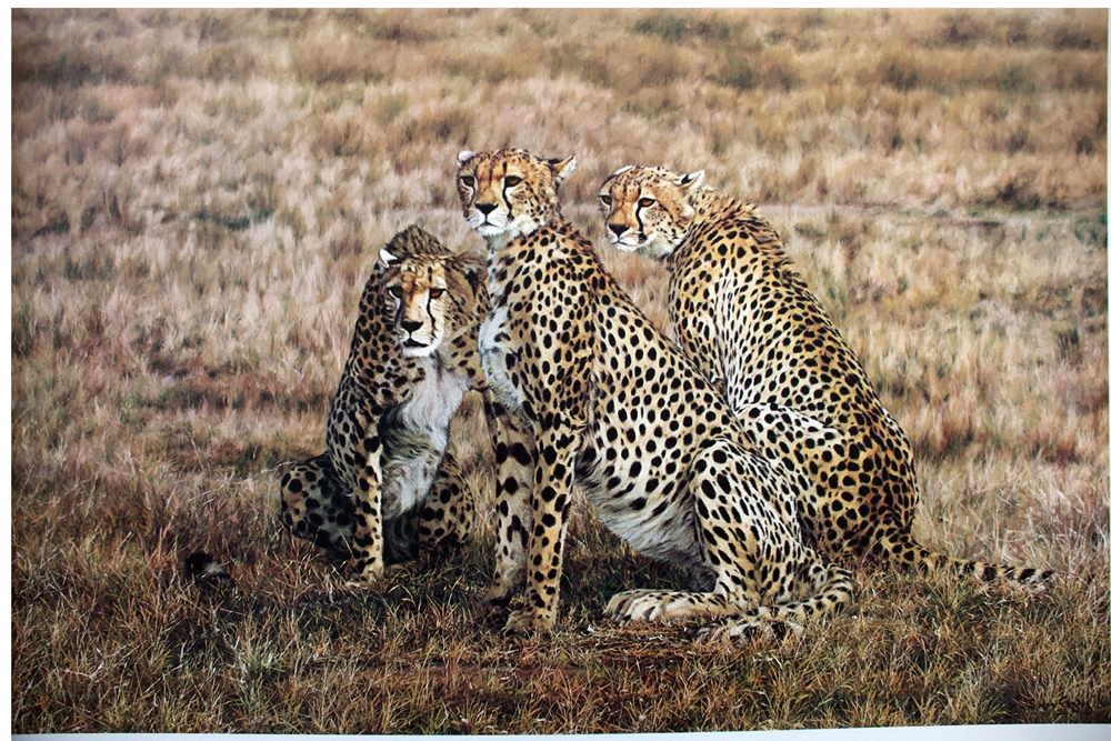 Simon Combes Study in Concentration – unframed print - price £155